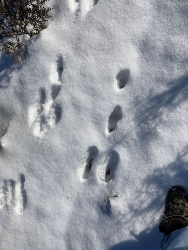 Eindeutig: Hier hoppelte ein Hase entlang!